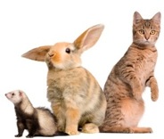 bunny-cat-ferret